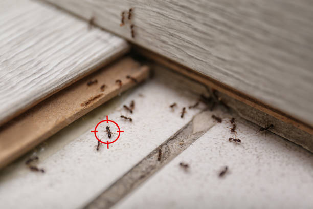 Best Rodent Control Near Me  in Kennedale, TX